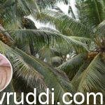 How to protect Coconut palms from this dangerous pest