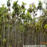 ಎಲೆ ಚುಕ್ಕೆ ರೋಗ ಸಿಂಪರಣೆಯಿಂದ ವಾಸಿಯಾಗುವುದಿಲ್ಲ