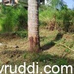 CURE COCONUT STEM BLEEDING