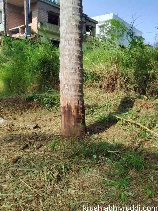 CURE COCONUT STEM BLEEDING