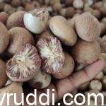 ಅಡಿಕೆ ಧಾರಣೆ ನೀರಸ- ಮುಂದಿನ ಸ್ಥಿತಿ ಏನು
