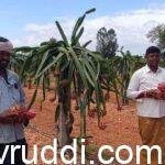 ಡ್ರಾಗನ್ ಹಣ್ಣಿನ ಬೆಳೆಯಿಂದ ರೈತರ ಆದಾಯ