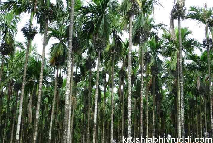 ಅಡಿಕೆ ಬೆಳೆಗಾರೇ ಆತಂಕ ಬೇಡ- ಉತ್ಪಾದನೆ ಹೆಚ್ಚಾಗಿ ಬೆಲೆ ನೆಲಕಚ್ಚುವ ಸಾಧ್ಯತೆ ಇಲ್ಲ