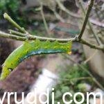 ರಾಸಾಯನಿಕ ಕೀಟ-ರೋಗ ನಾಶಕಗಳ ಬದಲಿಗೆ ಜೈವಿಕ ಪರ್ಯಾಯ