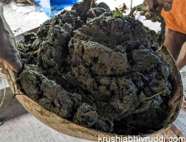 ಒಂದು ಬುಟ್ಟಿ ಸಗಣಿಗೆ ಬೆಲೆ ರೂ.500 ಕ್ಕೂ ಹೆಚ್ಚು!