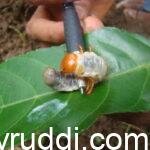 ರಾಸಾಯನಿಕ ಕೀಟ-ರೋಗ ನಾಶಕಗಳ ಬದಲಿಗೆ ಇರುವ ತಯಾರಿಕೆಗ