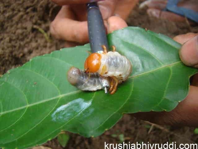 ರಾಸಾಯನಿಕ ಕೀಟ-ರೋಗ ನಾಶಕಗಳ ಬದಲಿಗೆ ಇರುವ ತಯಾರಿಕೆಗ