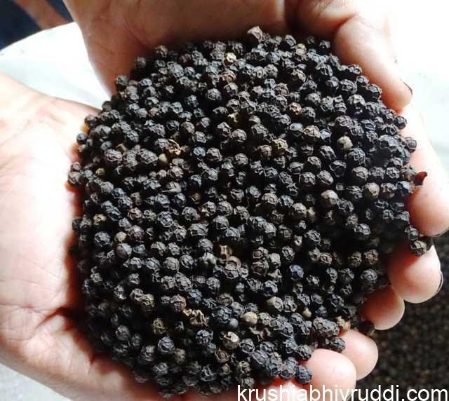 ಕರಿಮೆಣಸಿನ ಬೆಲೆ ಭಾರೀ ಏರಿಕೆ ಸಂಭವ