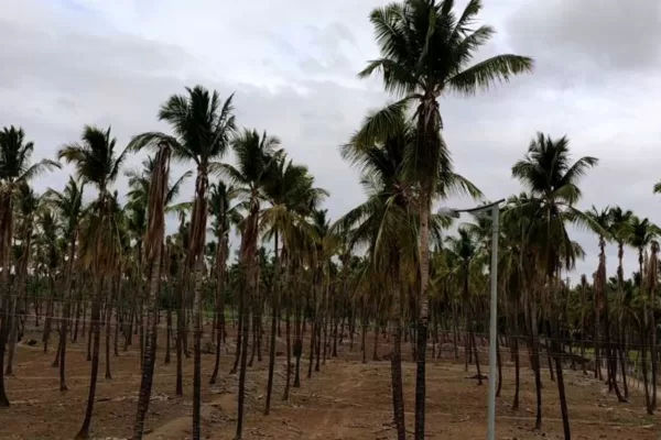 ನೀರಿಗೆ ಬರ ಬಂದರೆ ? -. ಕಡಿಮೆ ನೀರಿನಲ್ಲಿ ಹೇಗೆ ಬೆಳೆ ಉಳಿಸಿಕೊಳ್ಳುವುದು