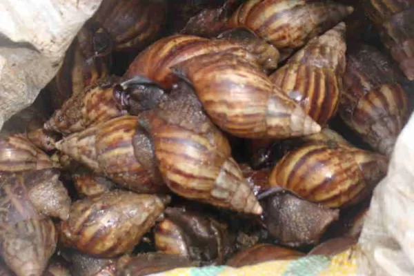 ಜೀವ ವೈವಿಧ್ಯಗಳ ನಾಶ – ಭಾರತದ ಕೃಷಿಗೆ ಅತೀ ದೊಡ್ಡ ಆತಂಕ