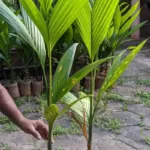 ಅಡಿಕೆ ಸಸಿ ನೆಡುವವರು ಗಮನಿಸಿ- ಇಂತಹ ಅಡಿಕೆ ಸಸಿ ನೆಡಬೇಡಿ.