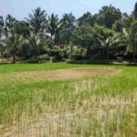 ಭತ್ತದ ಗರಿ ಹುಳ – ಹೇಗೆ ಬರುತ್ತದೆ? ನಿವಾರಣೋಪಾಯ ಏನು?