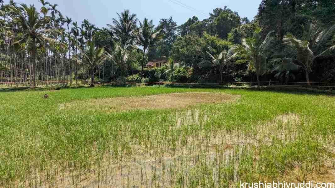 ಭತ್ತದ ಗರಿ ಹುಳ – ಹೇಗೆ ಬರುತ್ತದೆ? ನಿವಾರಣೋಪಾಯ ಏನು?