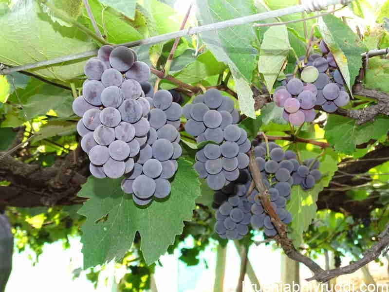 Bengaluru Blue- best grape for your health.