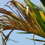 Why are areca nut leaves turn yellow