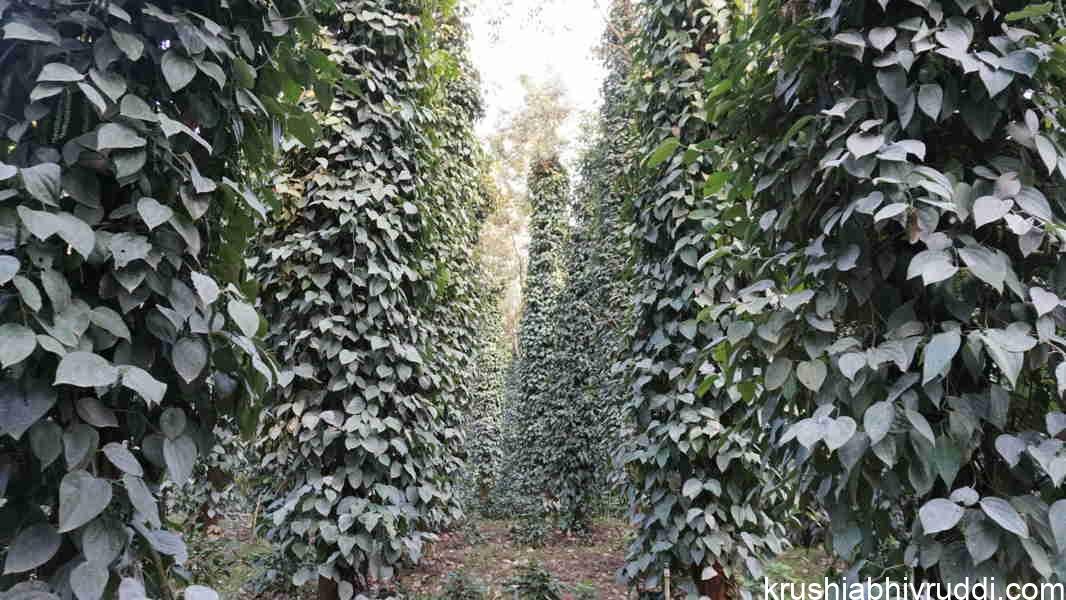 Trichoderma for biological control, enhanced plant growth and disease suppression