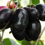 ನೇರಳೆ ಮರವನ್ನು ಪೊದೆಯಾಗಿ ಬೆಳೆಸುವ ವಿಧಾನ