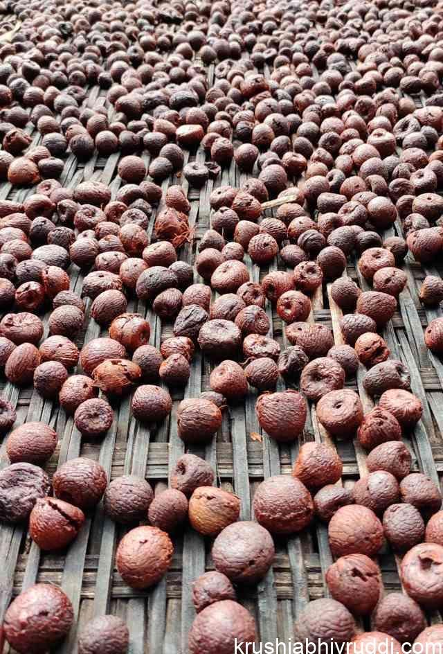 ಕೆಂಪಡಿಕೆ ಧಾರಣೆ 49000 ಕ್ಕೆ ಏರಿದೆ- ಚಾಲಿ ಸಹ ಸಧ್ಯವೇ ಏರುತ್ತದೆ.