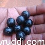 ಕುಂಟು ನೇರಳೆ-ಕುಂಟಾಲ ಮರಗಳು ಎಲ್ಲಿ ಹೋದವೋ?