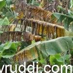 ಬಾಳೆಯ ಈ ಶಿಲೀಂದ್ರ ರೋಗಕ್ಕೆ ಏನು ಪರಿಹಾರ ?