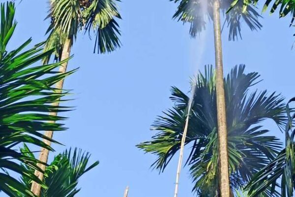 ಔಷಧಿ ಸಿಂಪರಣೆ ಮಾಡುವ ಸರಿಯಾದ ವಿಧಾನ.