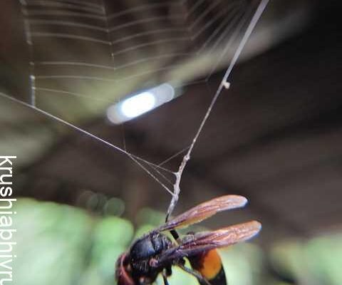 ಜೇಡಗಳು ಅಪಾಯಕಾರಿ ಅಲ್ಲ. ಅವು ಉಪಕಾರಿಗಳು.