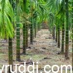 ಕಳೆನಾಶಕಗಳಿಂದ ಫಲವತ್ತತೆ ಕ್ಷೀಣಿಸುತ್ತದೆ. ಹೇಗೆ?