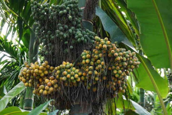 ಅಡಿಕೆಗೆ ಹೀಗೆ ಗೊಬ್ಬರ ಕೊಡಿ- ದುಪ್ಪಟ್ಟು ಇಳುವರಿ ಪಡೆಯಿರಿ.