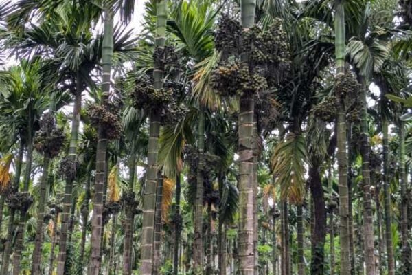 ಪೋಷಕಾಂಶಗಳ ಶಿಫಾರಸು ಮತ್ತು ಇಳುವರಿ.