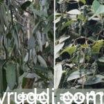 ಅಂದು ವನಿಲ್ಲಾ ಮುಂದೆ ಕರಿಮೆಣಸು.