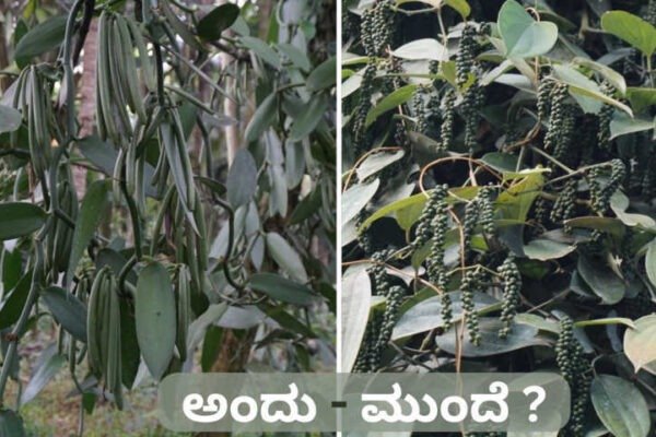 ಅಂದು ವನಿಲ್ಲಾ ಮುಂದೆ ಕರಿಮೆಣಸು.