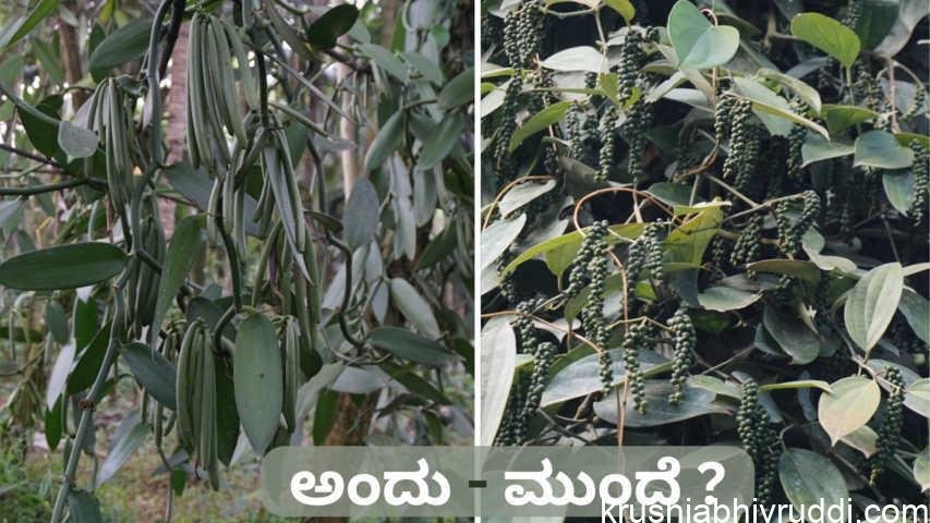 ಅಂದು ವನಿಲ್ಲಾ ಮುಂದೆ ಕರಿಮೆಣಸು.