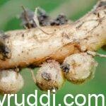 Natural Source of Crop Nutrients