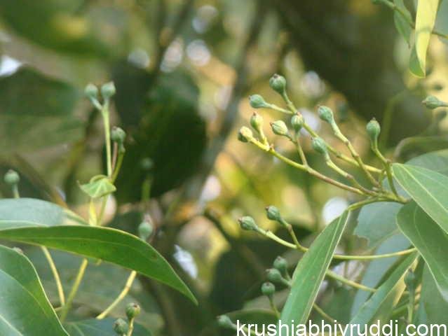 Cinnamon Cultivation: Profitable Spice Crop with Global Demand