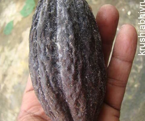 Cocoa Black Pod & leaf fall disease