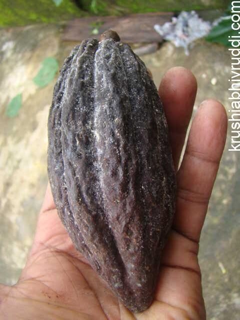 Cocoa Black Pod & leaf fall disease