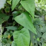 Cyclea peltata – A Valuable Medicinal Climber of India