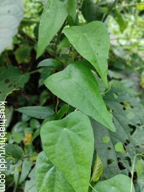 Cyclea peltata – A Valuable Medicinal Climber of India