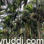 Arecanut Garden