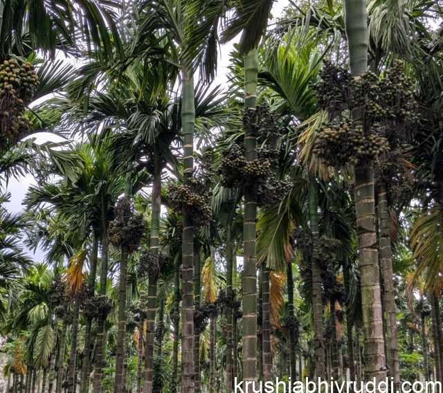 Arecanut Garden