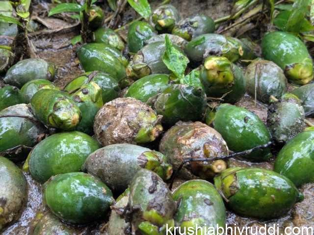 ಕೊಳೆ ರೋಗದ ರೌದ್ರಾವತಾರ- ಯಾಕೆ ಹೀಗಾಗುತ್ತದೆ?
