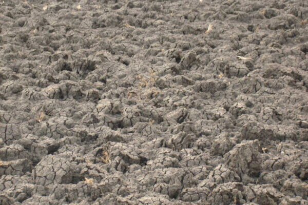 Aerobic vs Anaerobic Soil Conditions: How They Affect Plant Growth and Health