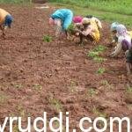 Weed Removal After Monsoon: Key to Soil Recharging and Flowering in Horticultural Crops
