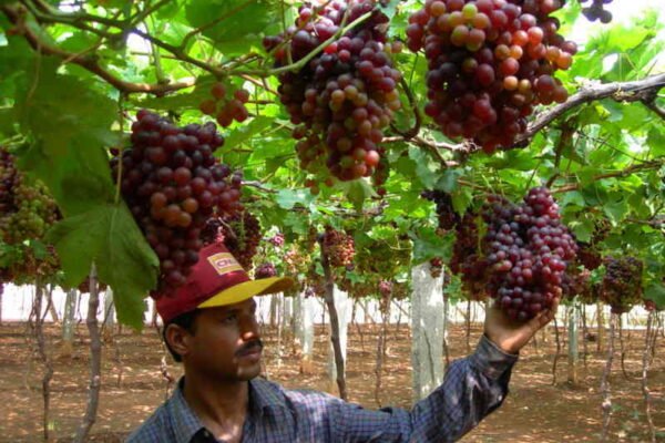 Environmental Conditions and Nutrient Absorption in Plants