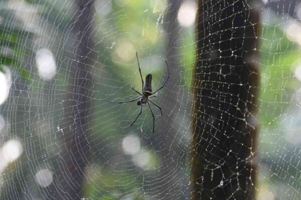 Spiders in Farmlands – The Silent Pest Controllers