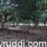 ಚಳಿಗಾಲ –ಬೆಳೆಗಳಿಗೆ ಶಕ್ತಿ ತುಂಬುವ ಋತುಮಾನ.