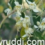 Winter Season – Nature’s Resting and Recharging Phase for Horticultural Crops