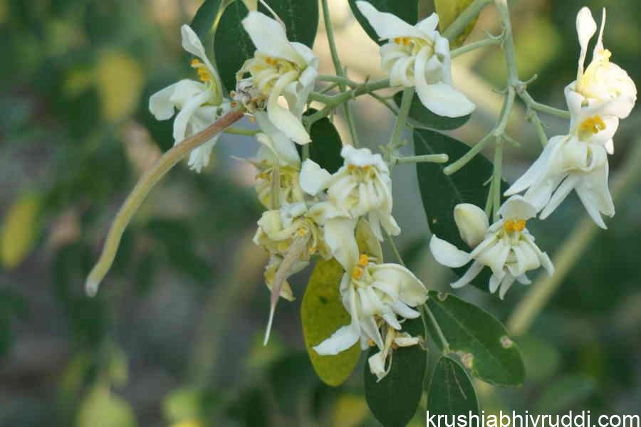 Winter Season – Nature’s Resting and Recharging Phase for Horticultural Crops