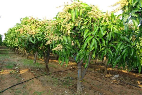 Pruning for Productivity: The Art and Science of Managing Fruit Crops