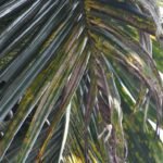 Best Management practice for Leaf Spot Disease of Arecanut